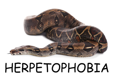 Brown boa constrictor on white background. Herpetophobia concept