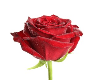 Photo of Beautiful red rose flower with water drops isolated on white