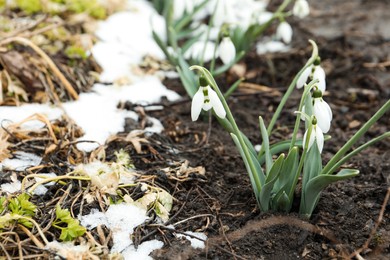Photo of Beautiful blooming snowdrops growing outdoors, space for text. Spring flowers