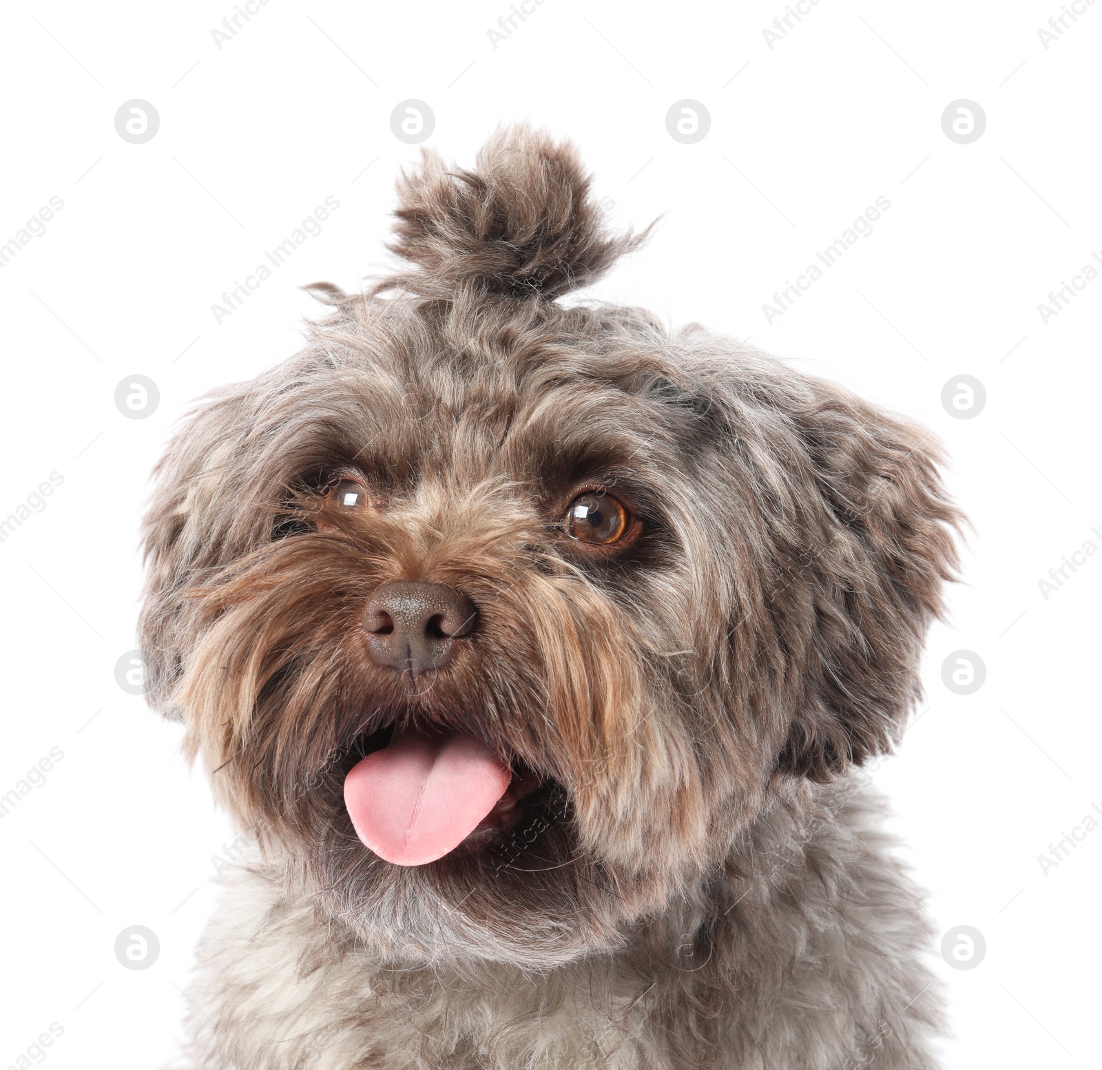 Photo of Cute Maltipoo dog on white background. Lovely pet