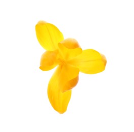 Beautiful yellow crocus flower isolated on white