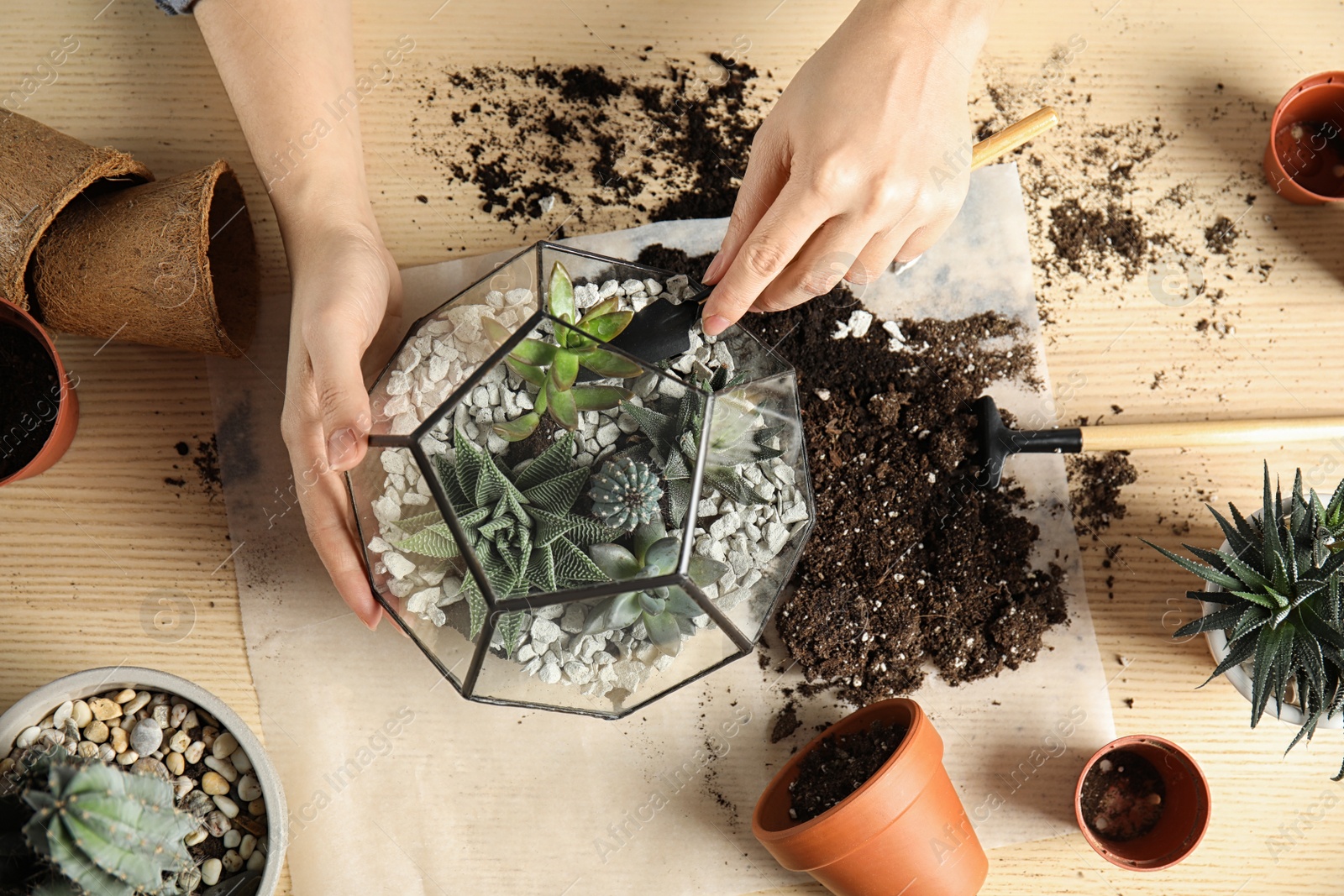 Photo of Woman transplanting home plants into florarium at table, top view