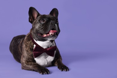 Photo of Adorable French Bulldog with bow tie on purple background, space for text