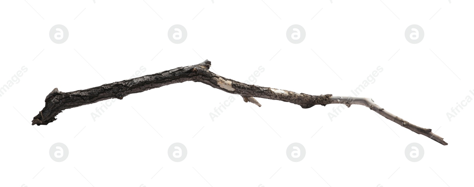 Photo of Old dry tree branch isolated on white