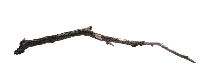 Photo of Old dry tree branch isolated on white