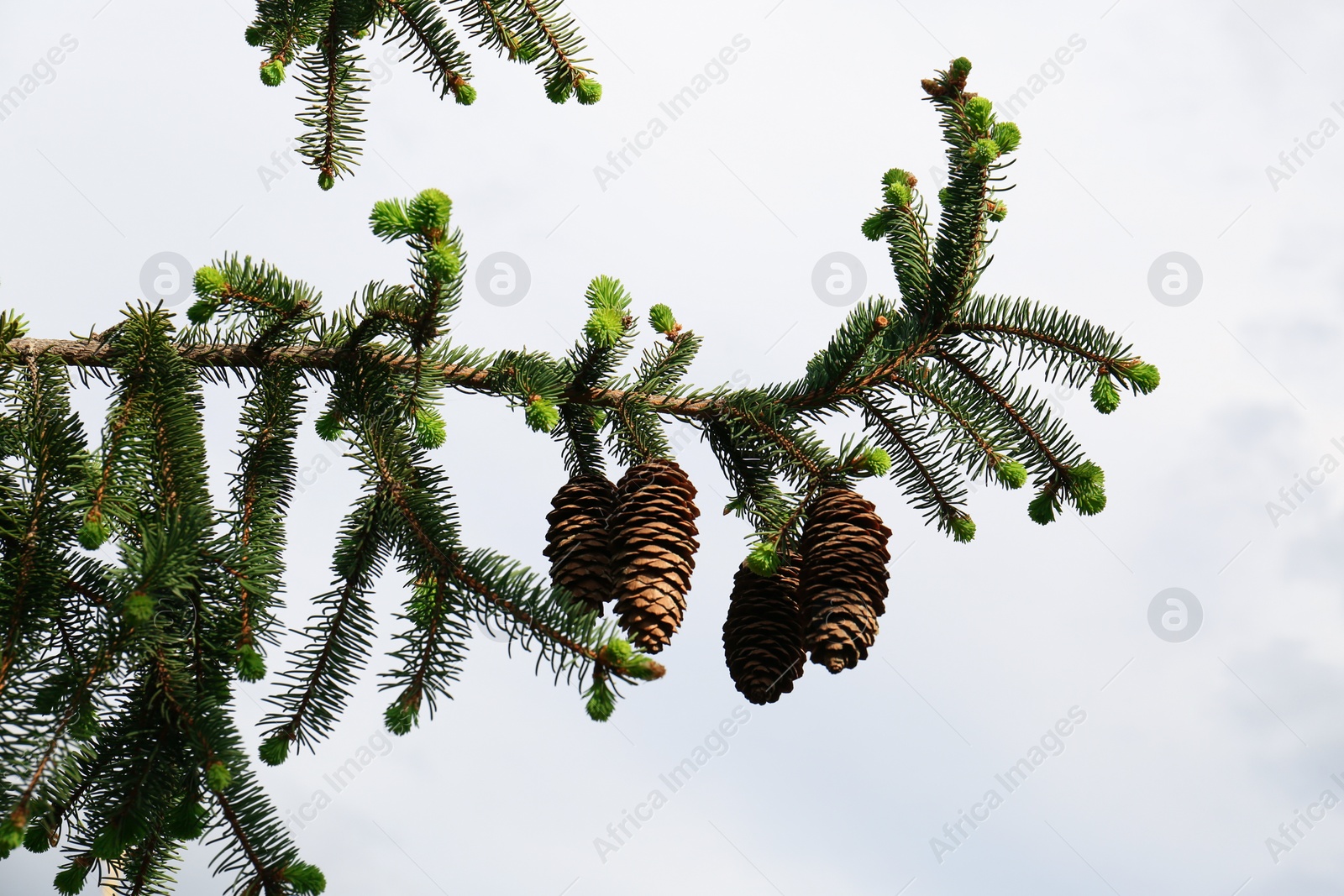 Photo of Beautiful branch of coniferous tree with cones against cloudy sky, closeup