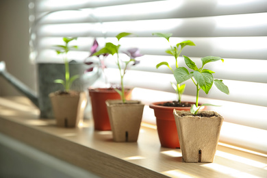 Window sill with young vegetable seedlings indoors