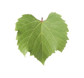 Photo of One green grape leaf isolated on white