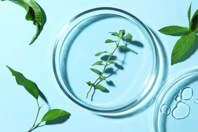 Flat lay composition with Petri dishes and plants on light blue background