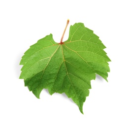 Fresh green leaf with water drops isolated on white. Grape plant