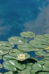 Photo of Pond with beautiful lotus flower and leaves