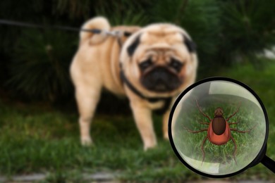 Image of Cute dog outdoors and illustration of magnifying glass with tick, selective focus