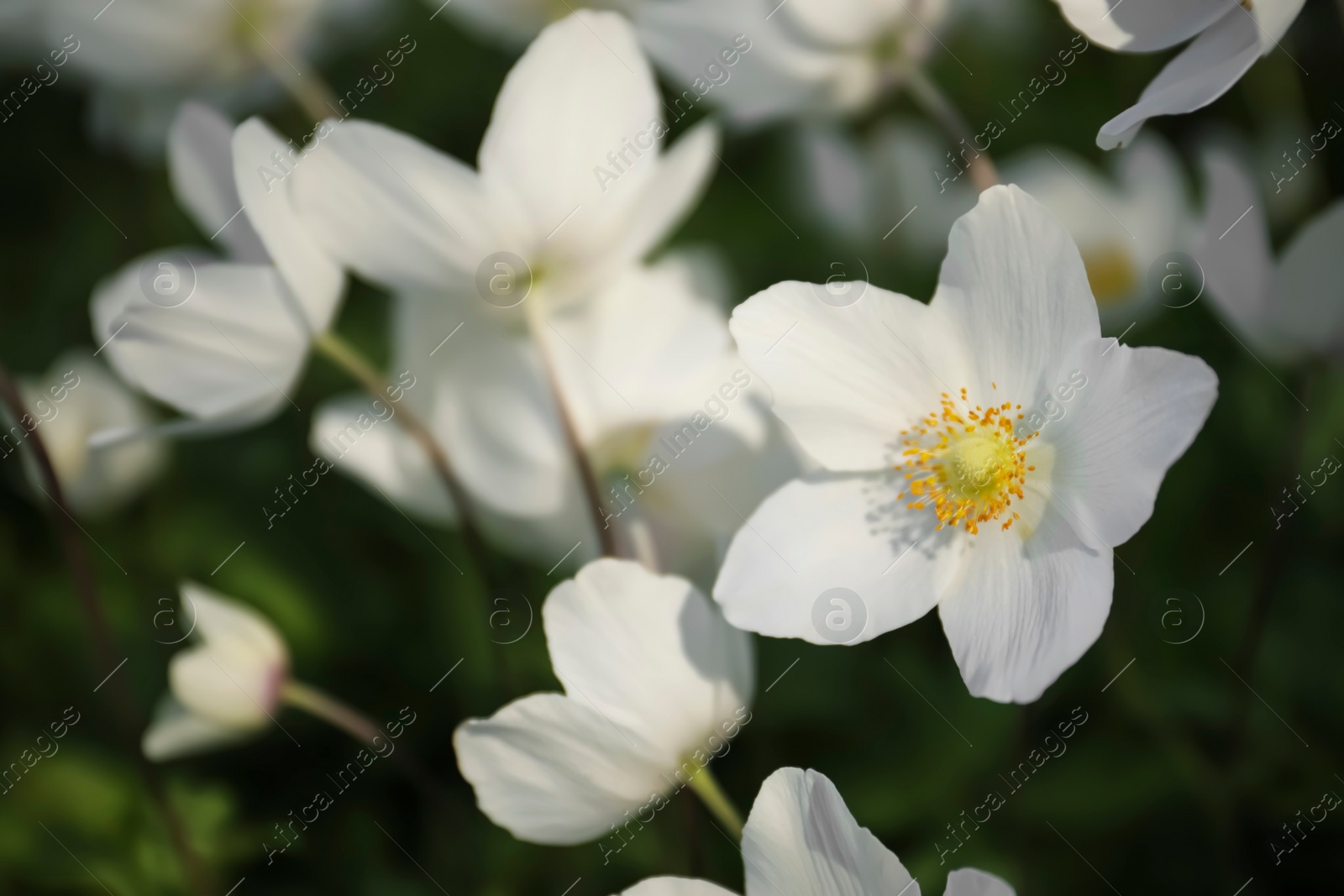 Photo of Beautiful blossoming Japanese anemone flowers outdoors on spring day