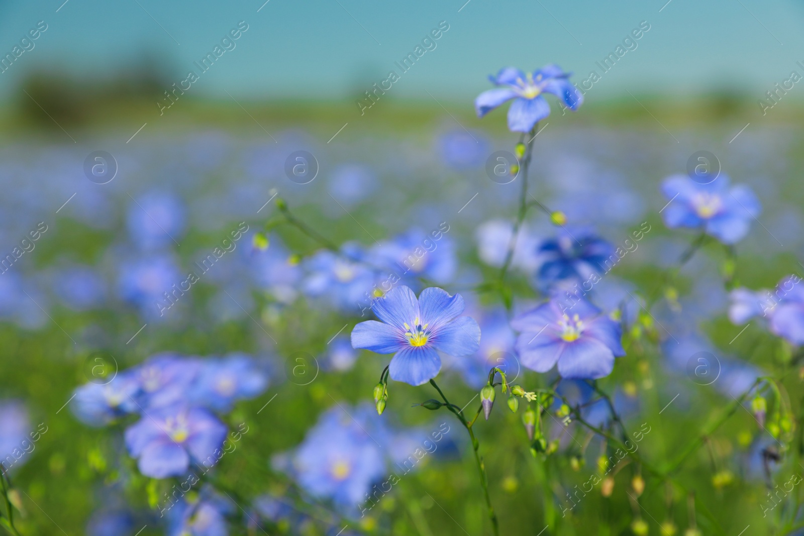 Photo of Beautiful blooming flax plants in meadow, space for text