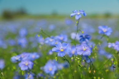 Beautiful blooming flax plants in meadow, space for text