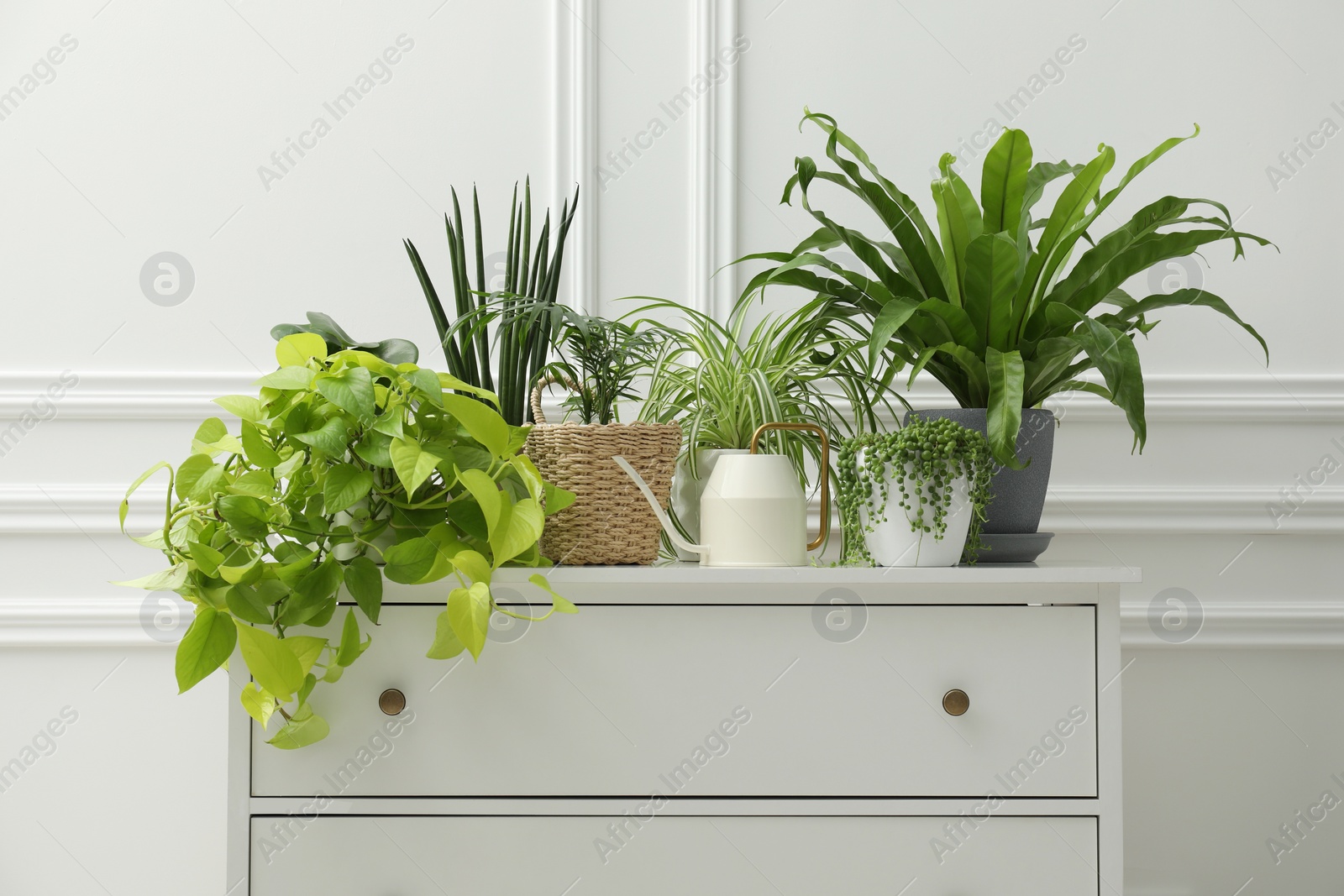 Photo of Green potted houseplants on chest of drawers near white wall