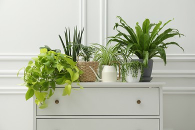 Photo of Green potted houseplants on chest of drawers near white wall