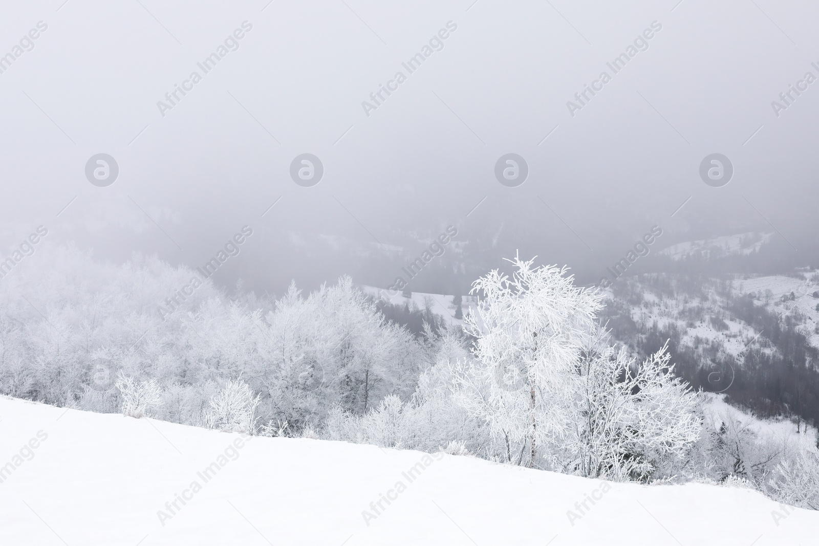Photo of Picturesque view of trees covered with snow and fog in mountains