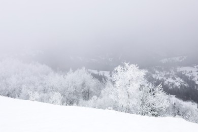 Picturesque view of trees covered with snow and fog in mountains