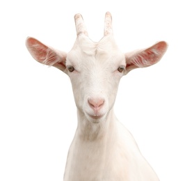Image of Cute goat on white background. Animal husbandry