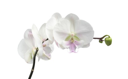 Photo of Branch with beautiful orchid flowers isolated on white