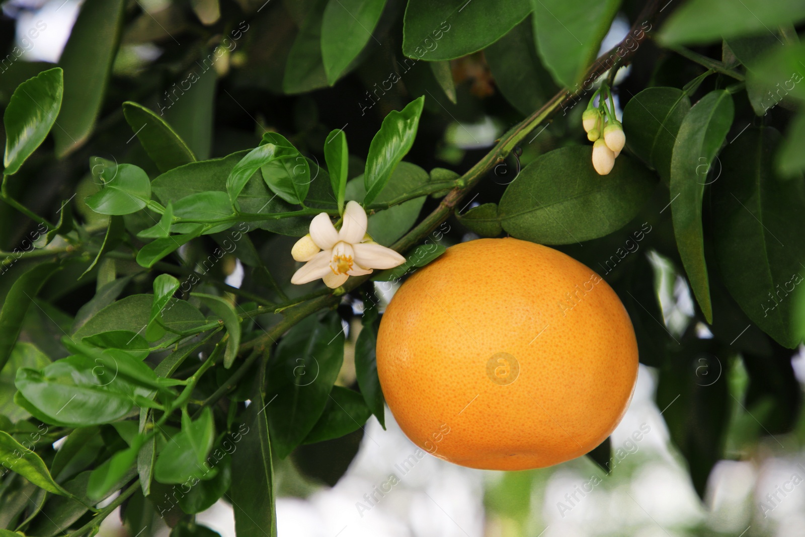 Photo of Ripe grapefruit and flowers growing on tree outdoors