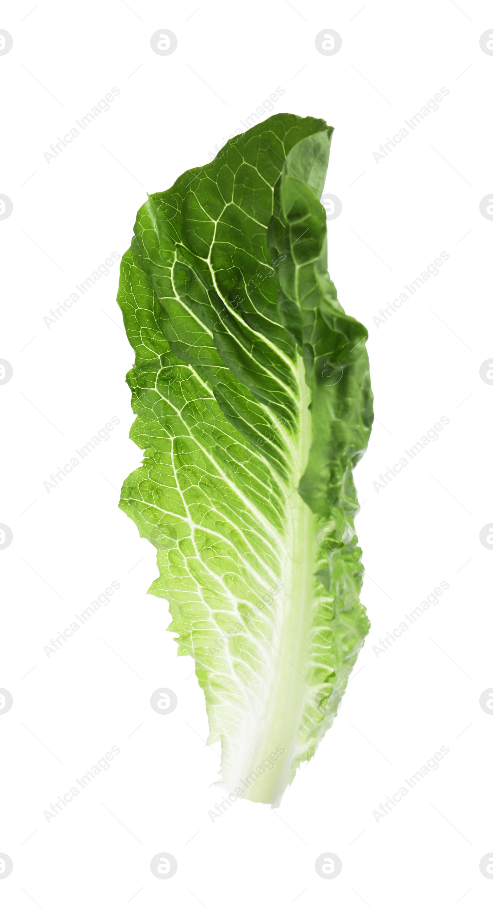 Photo of Fresh leaf of green romaine lettuce isolated on white