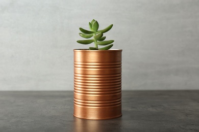 Echeveria plant in bronze tin can on grey stone table, closeup