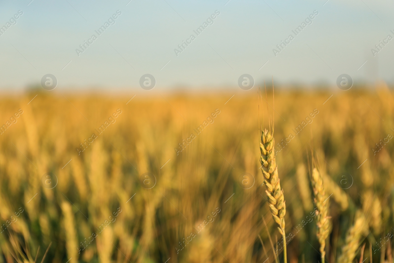 Photo of Wheat field on sunny day. Space for text