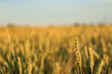 Photo of Wheat field on sunny day. Space for text