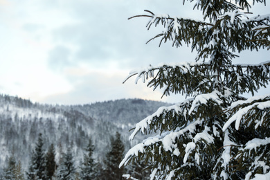 Fir tree branches covered with snow in forest on winter day