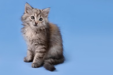 Cute fluffy kitten on light blue background, space for text