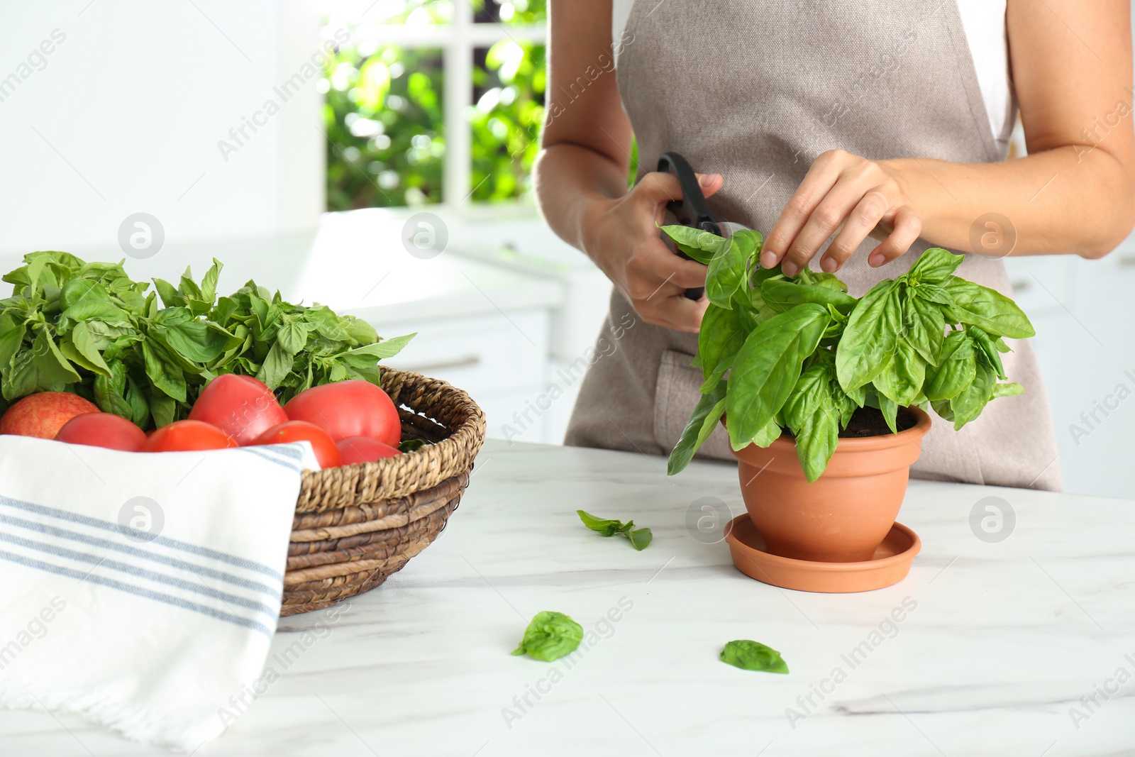 Photo of Woman picking fresh basil at white table in kitchen, closeup