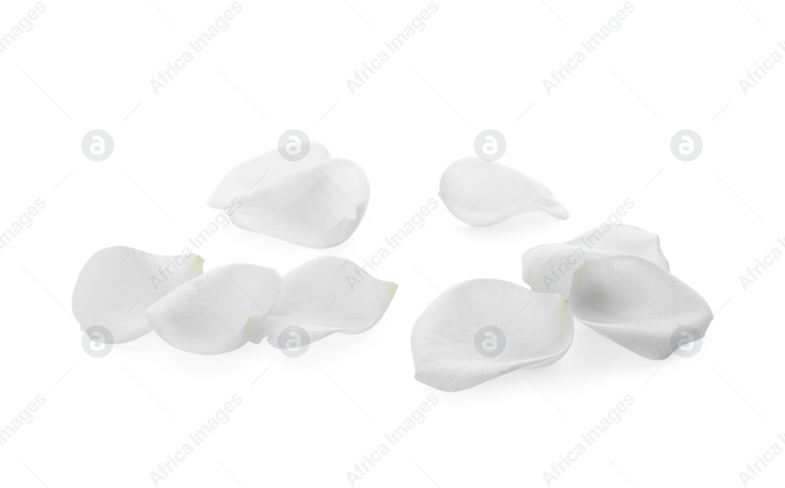 Photo of Beautiful rose flower petals on white background
