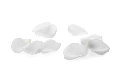 Beautiful rose flower petals on white background