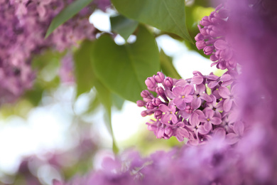 Photo of Closeup view of beautiful blossoming lilac shrub outdoors