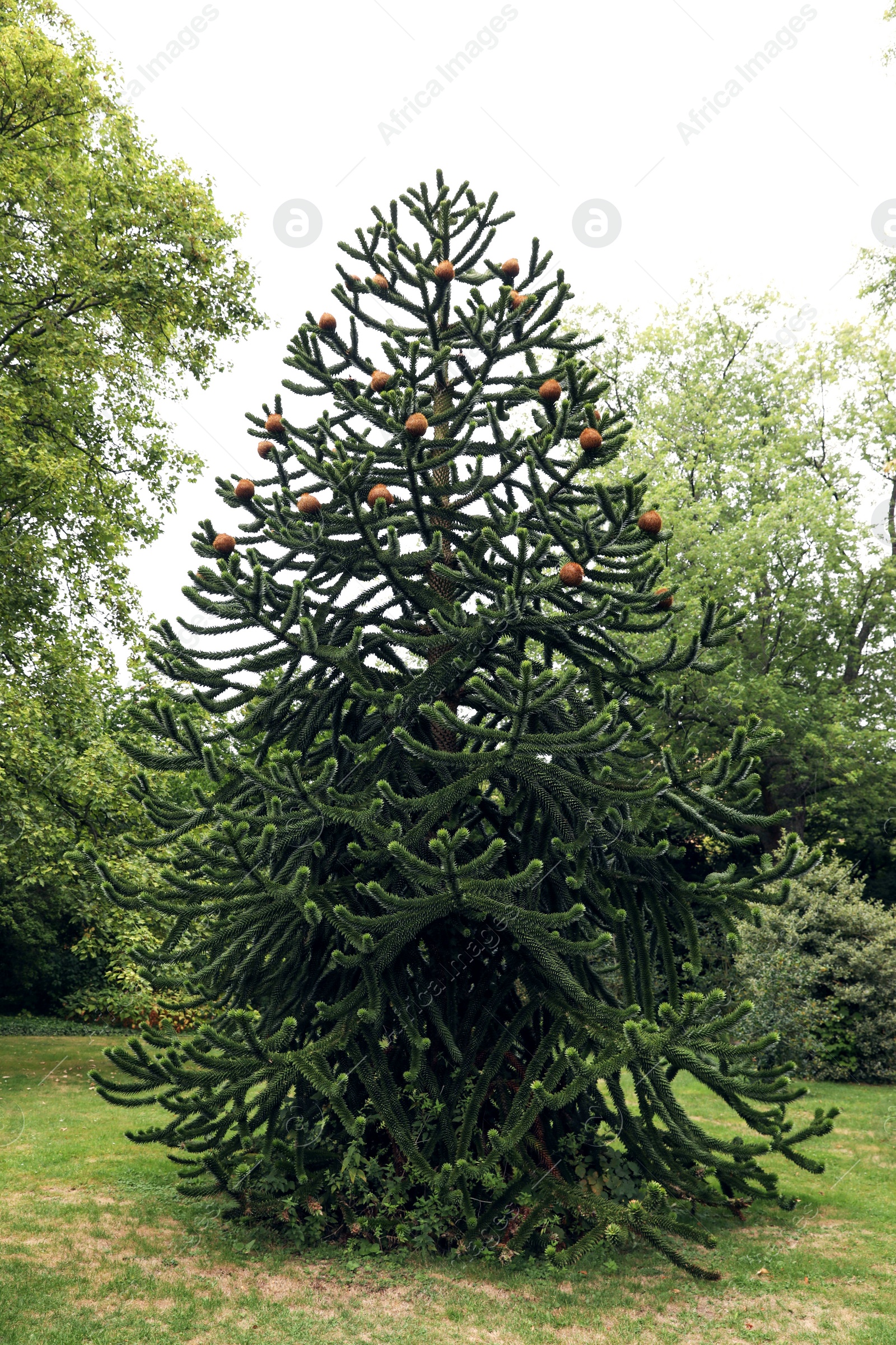 Photo of Beautiful coniferous tree with cones in park