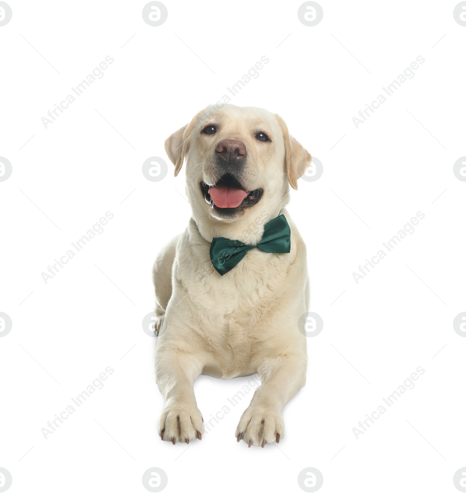 Photo of Labrador retriever with green bow tie on white background. St. Patrick's day