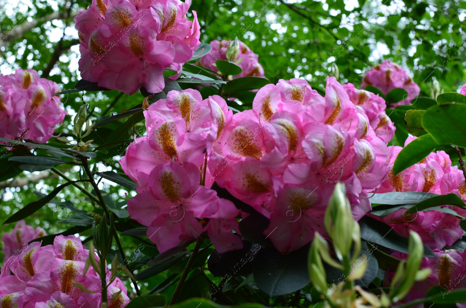 Photo of Blooming Rhododendron plant with beautiful flowers outdoors, closeup