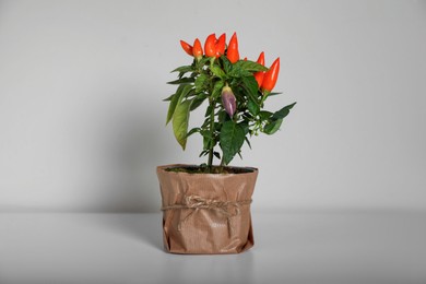 Photo of Capsicum Annuum plant. Potted multicolor Chili Pepper on light grey background
