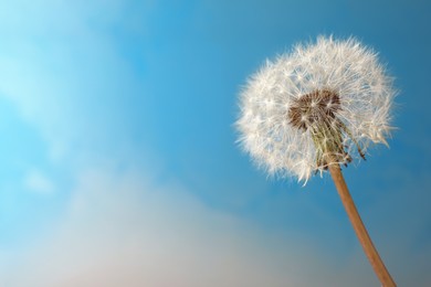 Photo of Beautiful dandelion flower on light blue background. Space for text