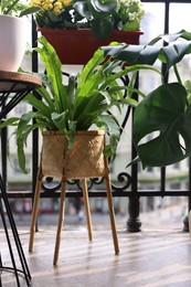 Photo of Beautiful asplenium plant in pot on balcony