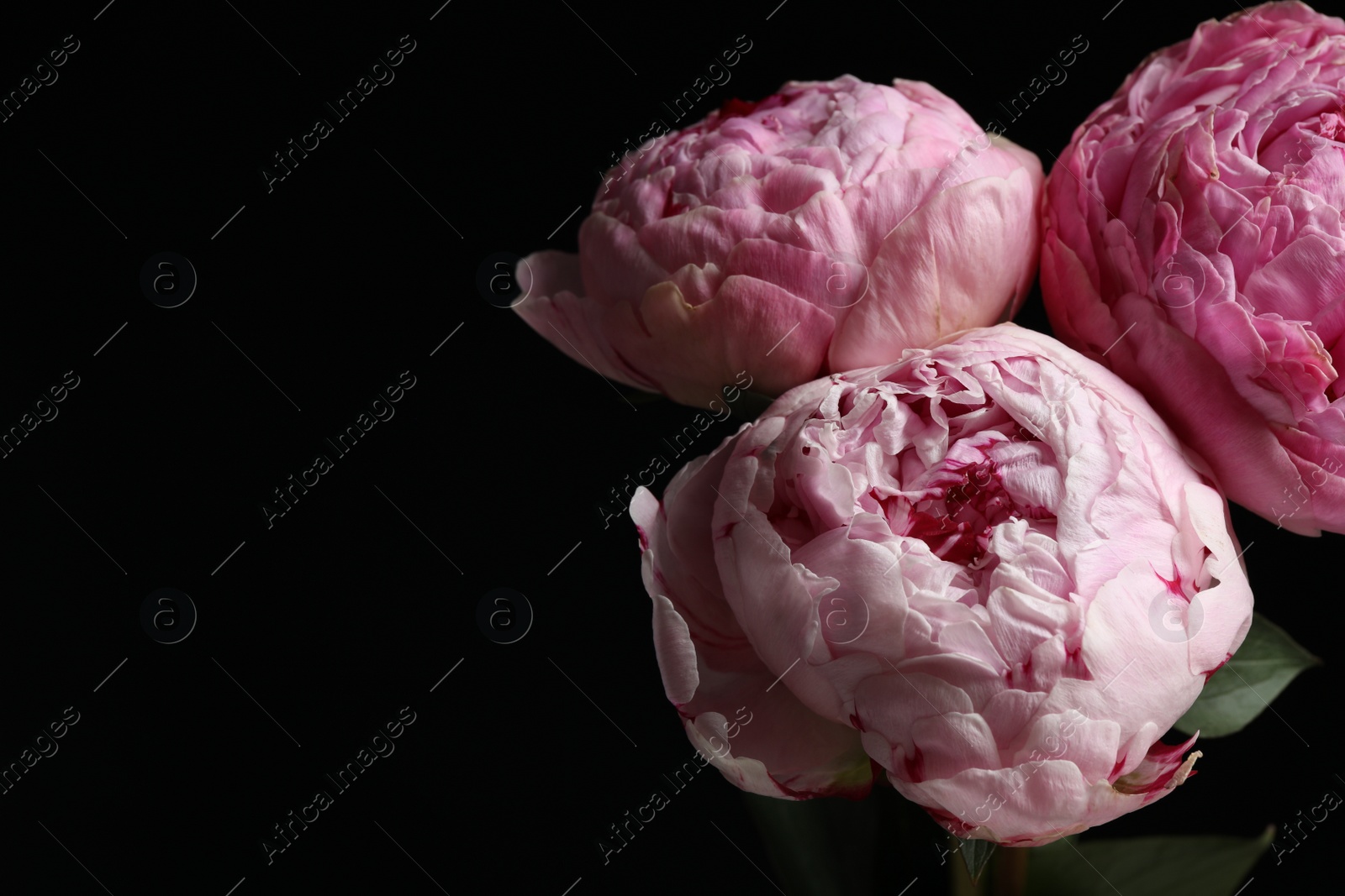 Photo of Beautiful fresh peonies on dark background, space for text