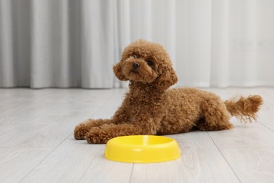 Photo of Cute Maltipoo dog near feeding bowl indoors. Lovely pet