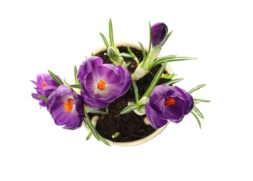 Photo of Beautiful potted crocus flowers isolated on white, top view