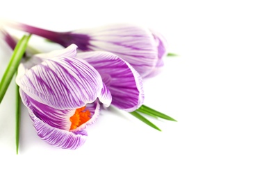 Photo of Beautiful spring crocus flowers on white background