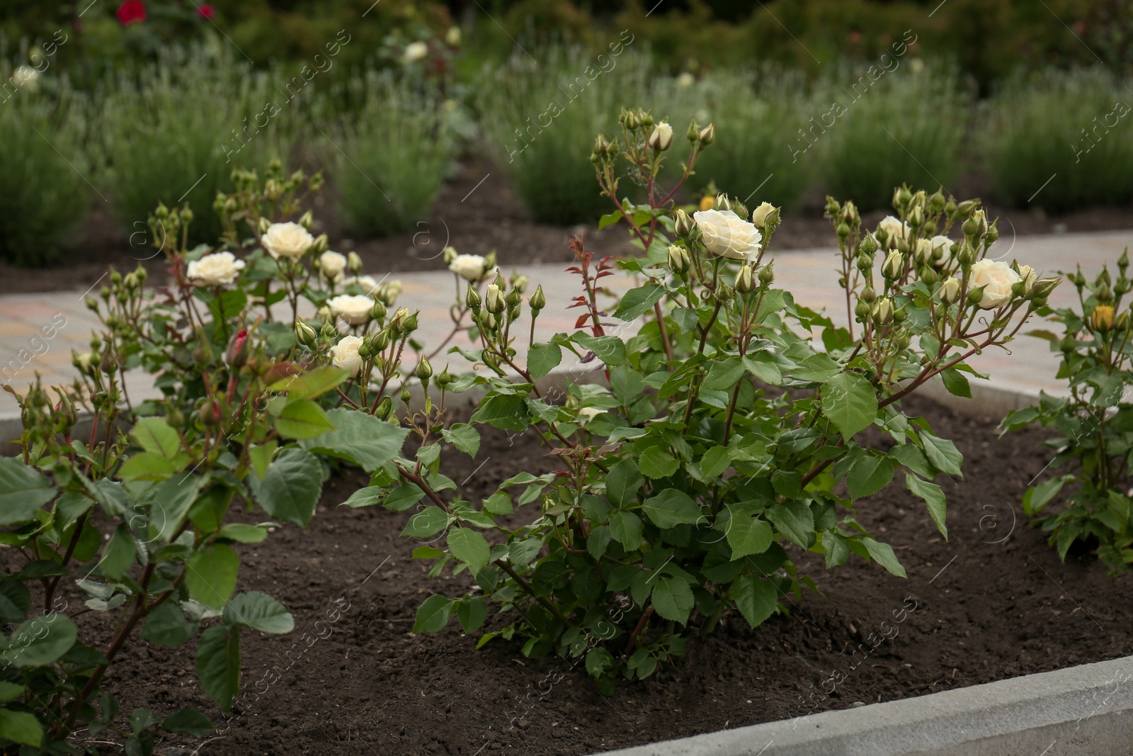 Photo of Beautiful blooming rose bushes in flowerbed outdoors