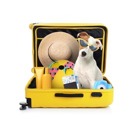 Cute dog and summer vacation items in suitcase on white background. Travelling with pet