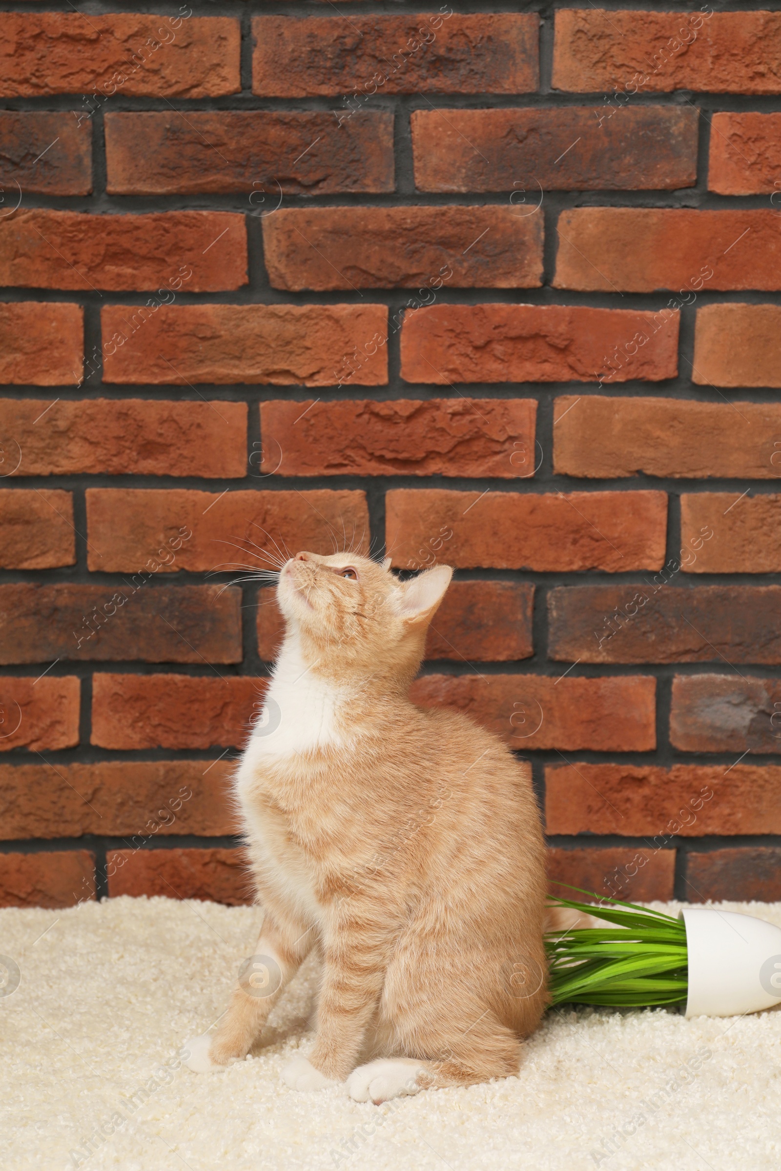 Photo of Cute ginger cat near overturned houseplant on carpet at home