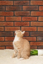 Cute ginger cat near overturned houseplant on carpet at home